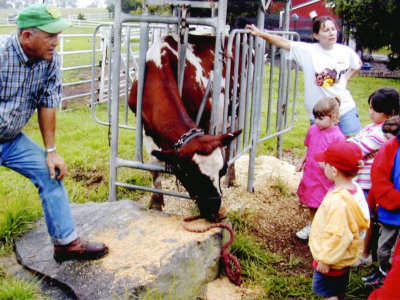 kids watching the cow